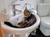 7 month old female (Tibby)