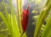 Red neocardinia (cherry shrimp)