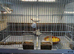 Young Zebra Finches