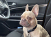 Female frenchie