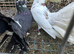 Pair off fantails
