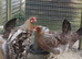 Cream legbar breeding group