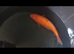Koi Benigo
