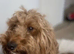 Cockapoo puppy's for sale