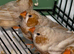 Orange zebra finches