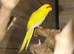 Yellow and Green Kakariki,2