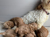 beautiful Golden and white cavapoo puppies