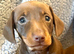 STUNNING MINIATURE SMOOCH HAIR DACHSHUND PUPPIES