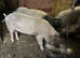 6 Month Old Saddleback × Welsh Cross Gilt - £120