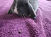 Beautiful Mini lop looking good a home
