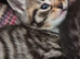 Beautiful kittens