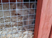 Beautiful baby bunnies