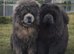 chow chow puppies