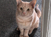 BSH x ginger female looking for her furever home!
