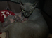 Blue and cream Canadian sphynx