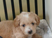 Maltipoo puppy 2 grils available