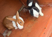Rabbits pair