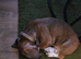 Basset Hound cross