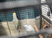 Ringneck parrot