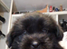 German shepherd pup