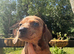 Beautiful Dachshund boys!