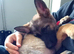 German shepherd cross