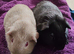 Beautiful bonded boys