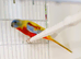 Beautiful pair of Turquoise parrots ready for re homing