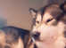 Loving male malamute looking for a female to breed
