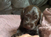 Beautiful cockapoo babies