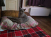 Julio  GCCF Devon Rex