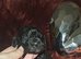 Kc miniature poodles