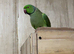 Male Indian ringneck