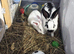 Rabbit for sale