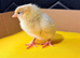 Large fowl days old mixed breed chicks