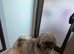 Good home wanted shih Tzu bitch