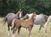 Top class welsh b colt foal