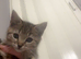9 week old kitten