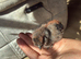 Bantam mix chicks for sale