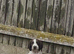 Beautiful working English springer pups for sale