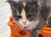 Pure Maine Coons Kittens