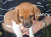 JACKAPOO READY NOW &pound;600