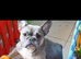 Frenchie girls