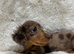 Miniature longhaired dachshund chocolate dapple girl