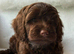 Gorgeous Cockapoo puppies