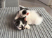 2 kittens left