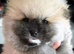 Miniature Teddy bear Pomeranian