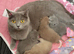 3 Female British Shorthairs available for sale