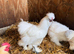 Silkie hens (white & grey)