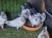 Pakstani pigeons